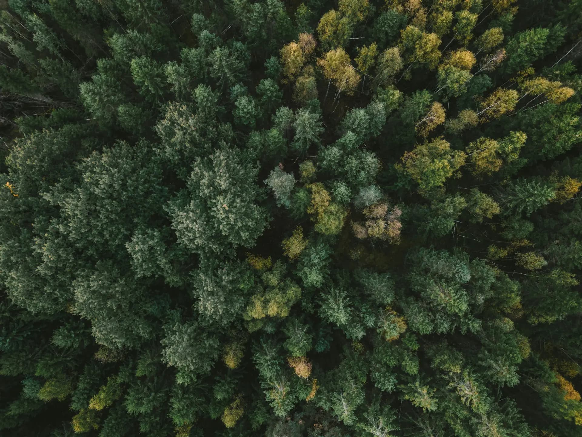 A calm forest canopy